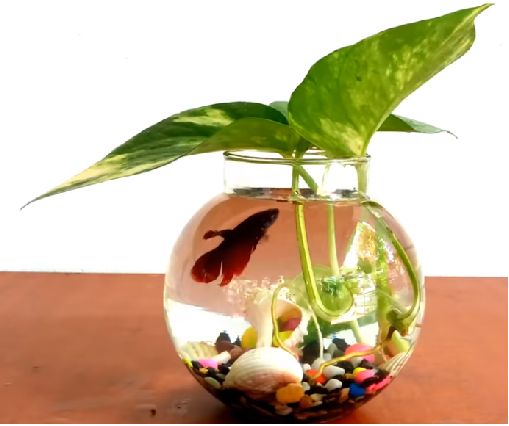 Aquarium Gifts-1