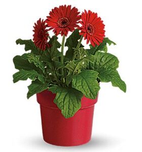 Gerbera Daisy Plant online Order in Hyderabad