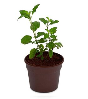 Tulsi Plant online Hyderabad
