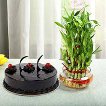 Bamboo Plant with Chocolate Cake gifts birthday online