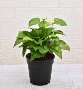 Money Plant gift delivery in Hyderabad online for birthday