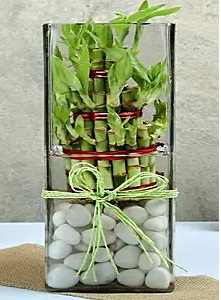 Lucky Bamboo Plant delivery in Hyderabad -